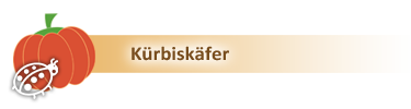 kuerbiskaefer